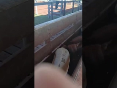 برچسب های گوش الکترونیکی برچسب های گوش گاو برچسب های گوش گوسفند الکترونیکی برچسب های گوش حیوانات