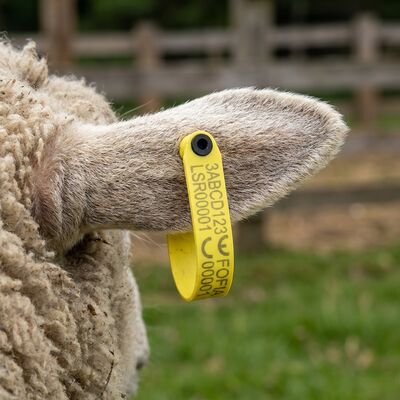 قیمت کارخانه RFID Animal Livestock بارکد الکترونیکی برچسب گوش بز برچسب گوش گوسفند